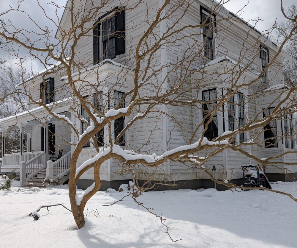 snowed-in-mullberry-smaller