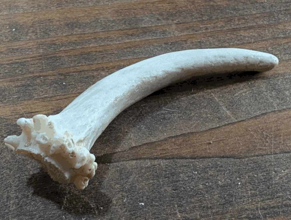 Antler Shed